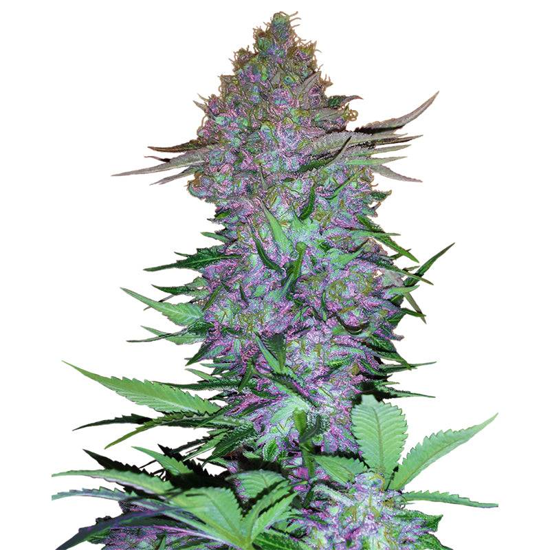 Purple Skunk von Sensi Seed Bank