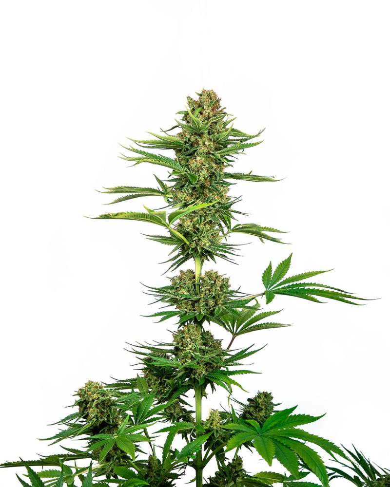 Satin Black Domina von Sensi Seed Bank