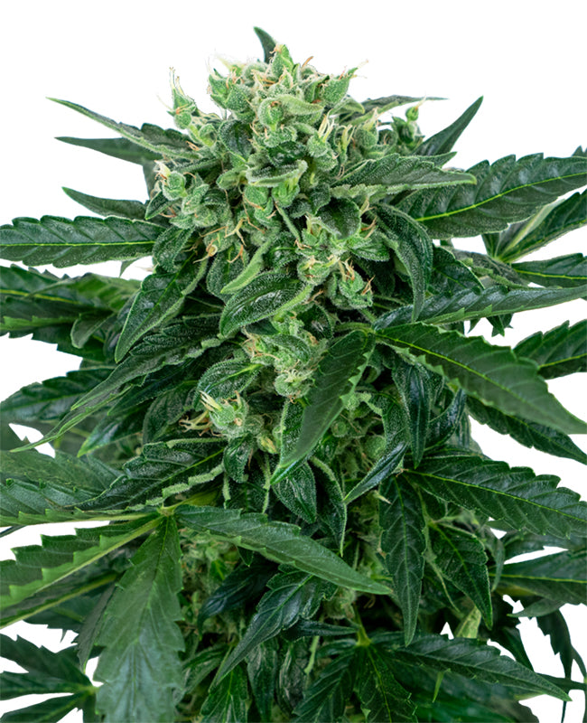 Sensi Amnesia von Sensi Seed Bank