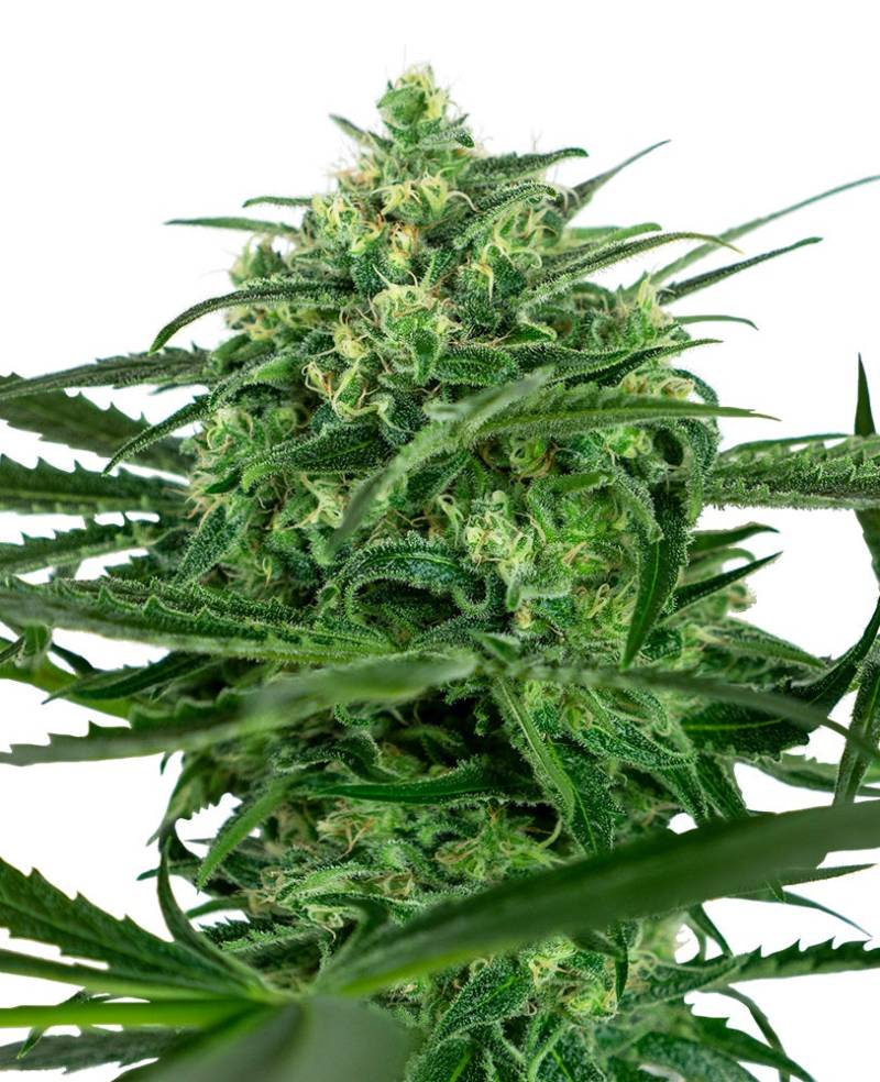 Sensi Amnesia von Sensi Seed Bank