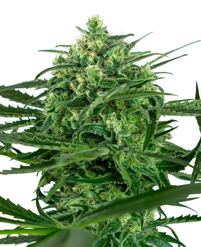 Sensi Amnesia Sensi Amnesia von Sensi Seed Bank