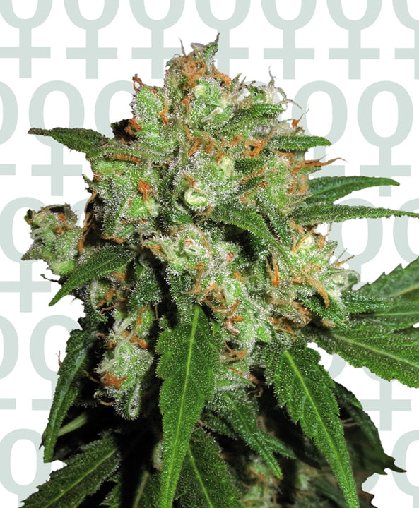 Sensi Skunk von Sensi Seed Bank