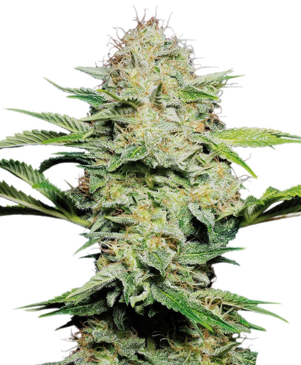 Sensi Skunk von Sensi Seed Bank