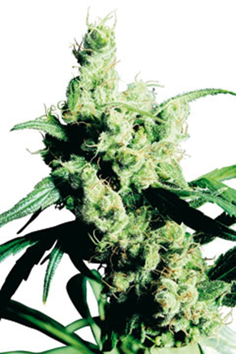 Silver Haze von Sensi Seed Bank