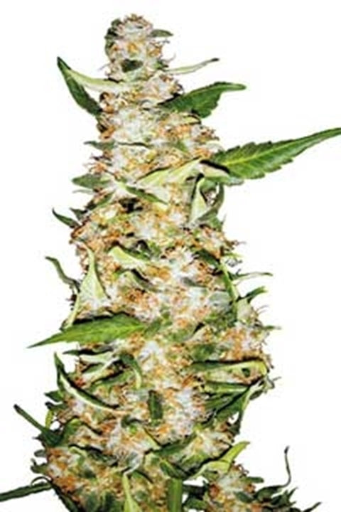 Skunk #1 von Sensi Seed Bank