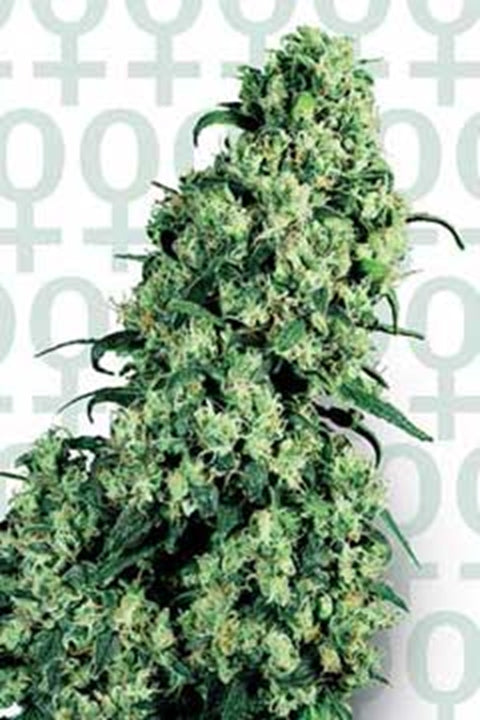 Skunk #1 von Sensi Seed Bank