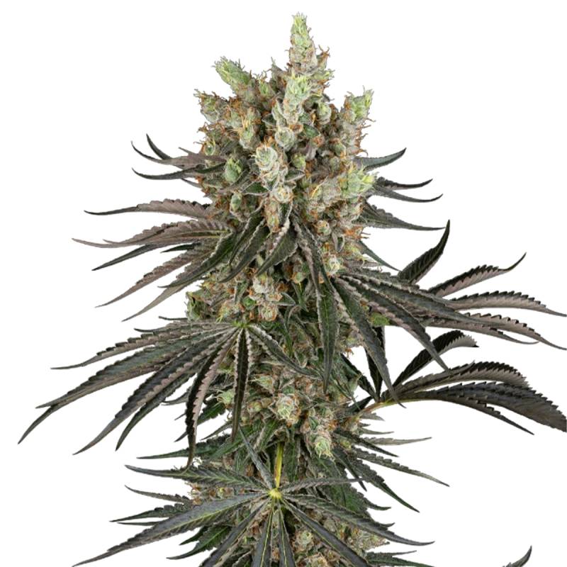 Slam Dank von Sensi Seed Bank