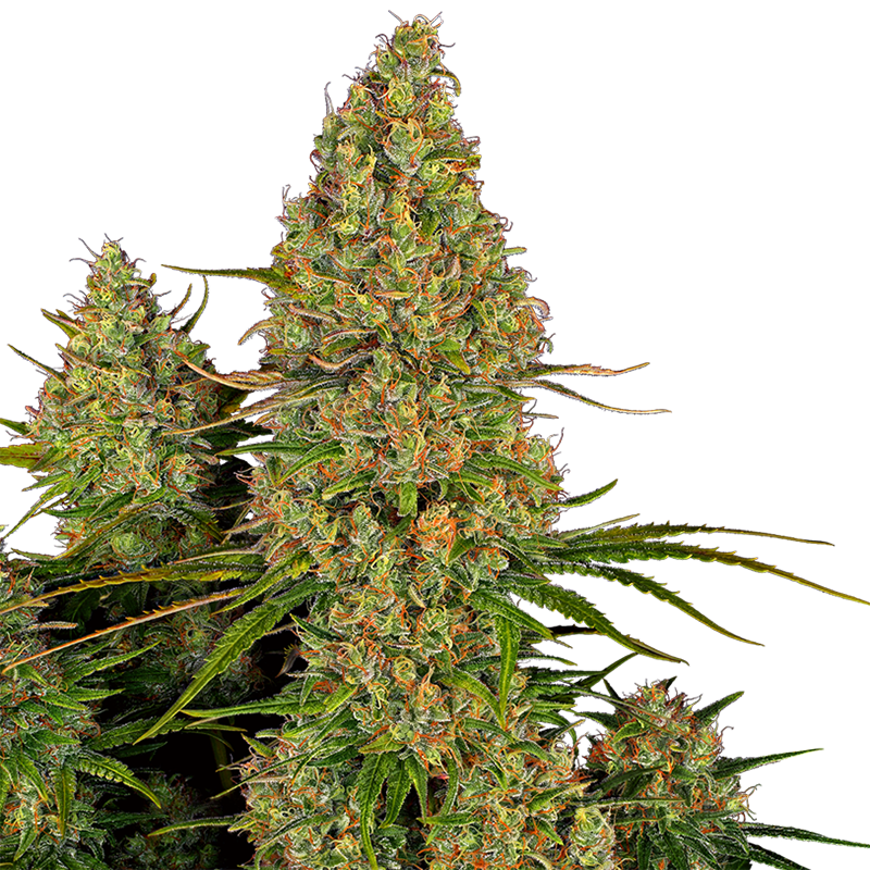Sticky Orange XXL Automatic 0,25 L (3 Stk) von Sensi Seed Bank