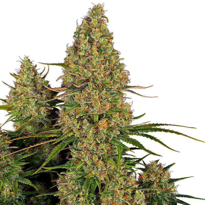 Sticky Orange XXL Automatic 0,25 L (3 Stk) von Sensi Seed Bank