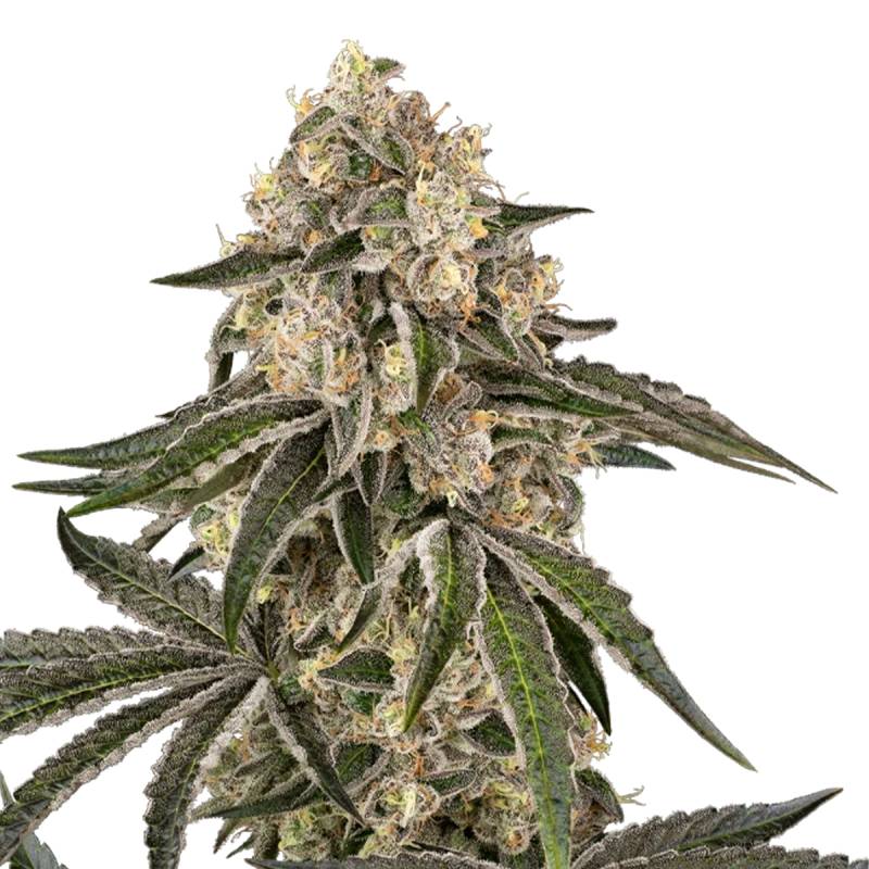 Sunset Peach von Sensi Seed Bank