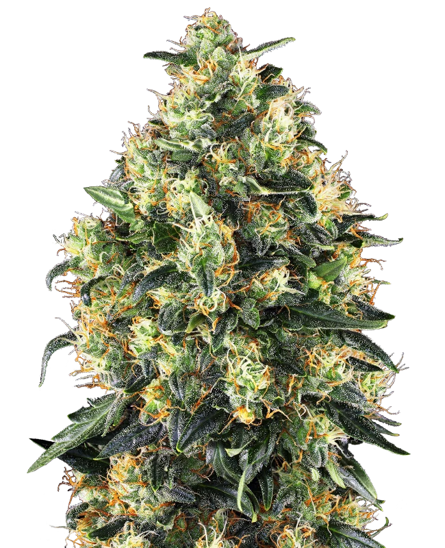 Super Skunk von Sensi Seed Bank