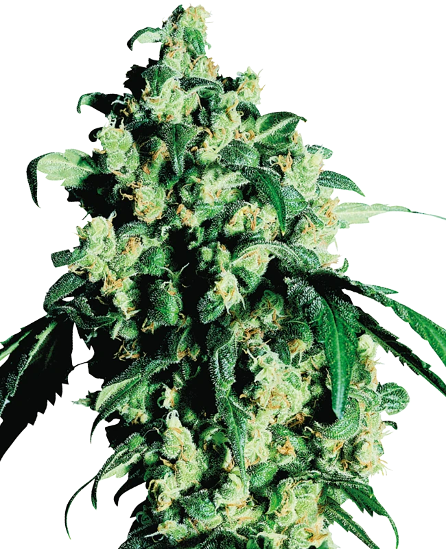 Super Skunk von Sensi Seed Bank