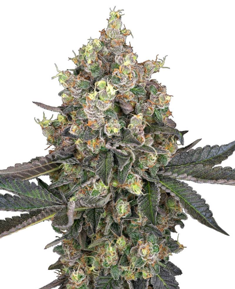 Sweet Berry Breeze von Sensi Seed Bank