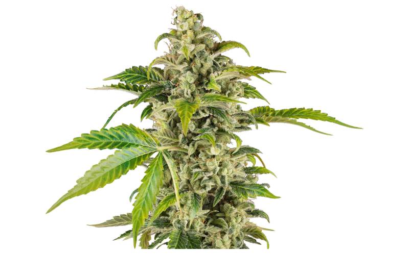 Sweet & Sour Cream von Sensi Seed Bank