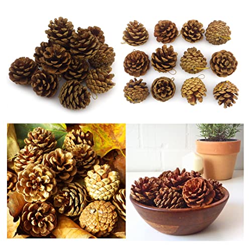 Zapfen Tannenzapfen Kiefern Schwarzkiefern Kiefernzapfen Natur ca. 5-6cm mit goldenem Bändchen aufhängen Weihnachtsbaum Baumschmuck Naturzapfen von Sepkina