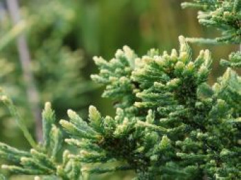 Küsten-Mammutbaum 'Lighting', 40-60 cm, Sequoia sempervirens 'Lighting', Containerware Küsten-Mammutbaum 'Lighting', 40-60 cm, Sequoia sempervirens 'Lighting', Containerware von Sequoia sempervirens 'Lighting'