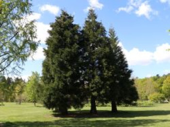 Kalifornischer Berg-Mammutbaum, 30-40 cm, Sequoiadendron giganteum, Containerware von Sequoiadendron giganteum