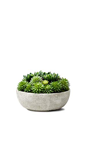 Serene Spaces Living Sukkulenten-Mix in rechteckigem Pflanzgefäß, Maße (LxBxH): 29x7.6x12.7 cm, einzeln verkauft Landhausstil Echeveria Sukkulenten-Mix in der Schüssel von Serene Spaces Living