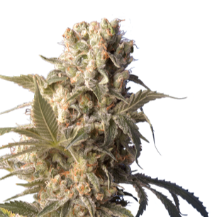 AK-47 von Serious Seeds