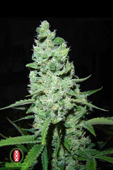 AK-47 von Serious Seeds
