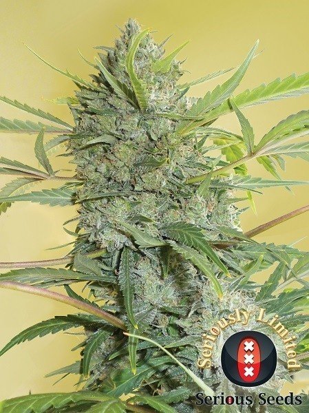 Serious Happiness feminisiert 6 Stück von Serious Seeds