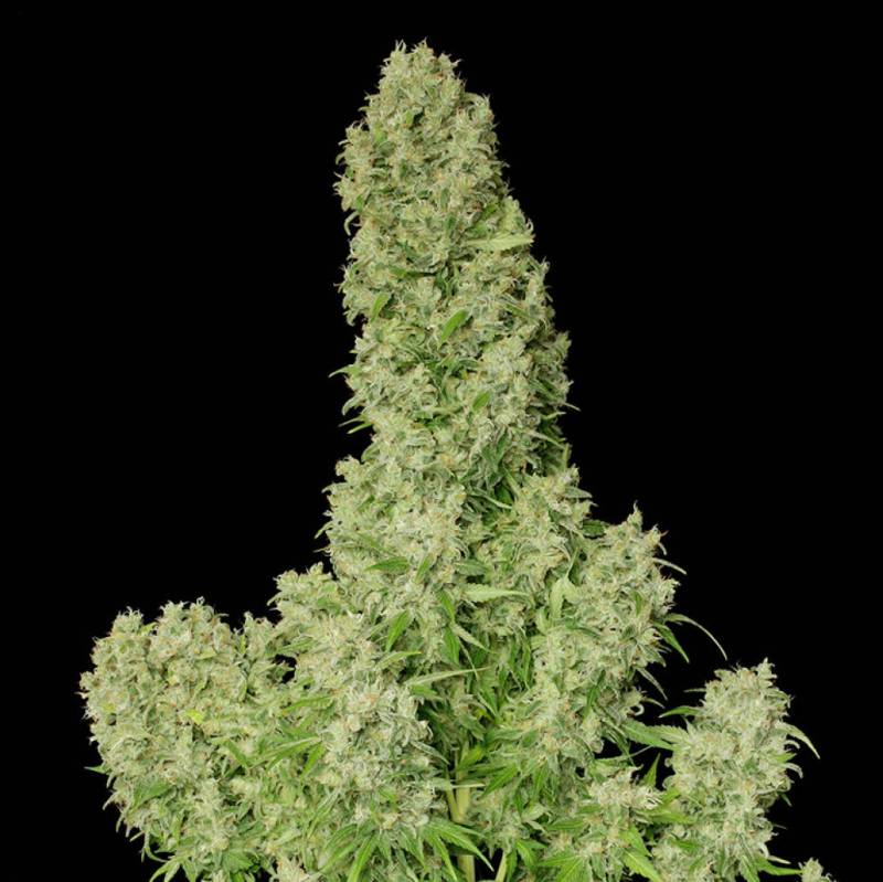 White Russian von Serious Seeds