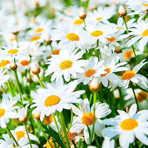 20 Servietten Blühendes Margeritenfeld | Margeriten | Blumen | Frühling | Sommer 33x33cm von Servietten Blumen