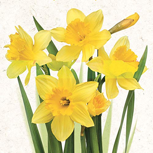 20 Servietten Gelbe, strahlende Narzissen | Blumen | Frühling | Ostern | Tischdeko 33x33cm von Servietten Blumen