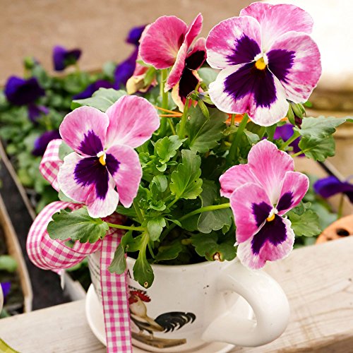 20 Servietten Gepflanzte Stiefmütterchen | Blumen | Frühling | Tischdeko 33x33cm von Servietten Blumen