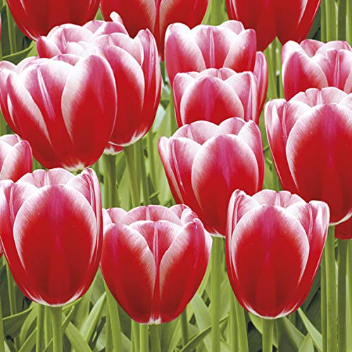 20 Servietten Gro?e Tulpen in rot | Wiese | Blumen | Frühling 33x33cm von Servietten Blumen