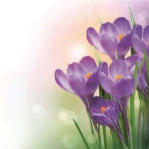 20 Servietten Lila Krokus als Tischdeko für den Frühling und Ostern 33x33cm von Servietten Blumen