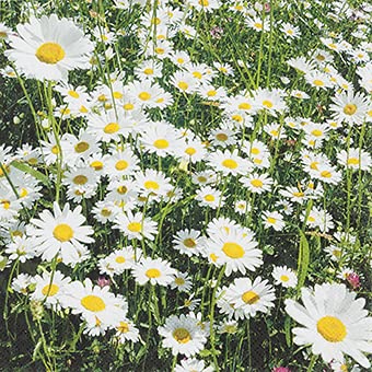 20 Servietten Margeritenwiese | Blumen | Frühling | Tischdeko 33x33cm von Servietten Blumen