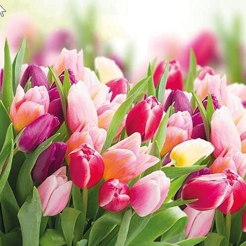 20 Servietten Pracht der Tulpen | Blumen | Wiese | Frühling | Sommer | Tischdeko 33x33cm von Servietten Blumen