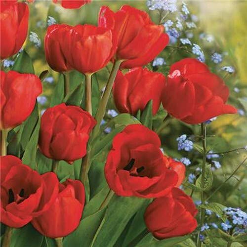 20 Servietten Rote Tulpen im Blumenfeld | Blumen | Frühling 33x33cm von Servietten Blumen