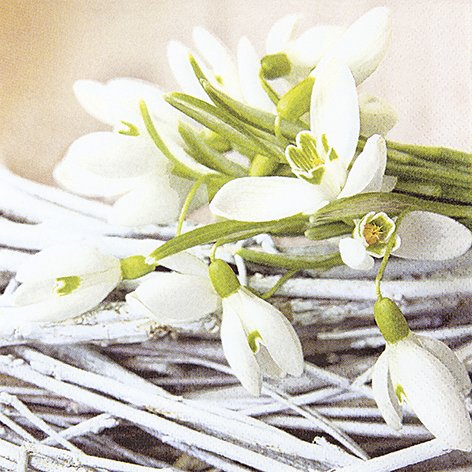 20 Servietten Snowdrops ? Schneeglöckchen/Blumen/Frühling 33x33cm von Servietten Blumen