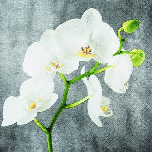 20 Servietten Weiße Orchidee als Tischdeko für den Frühling, Sommer und Herbst 33x33cm von Servietten Blumen