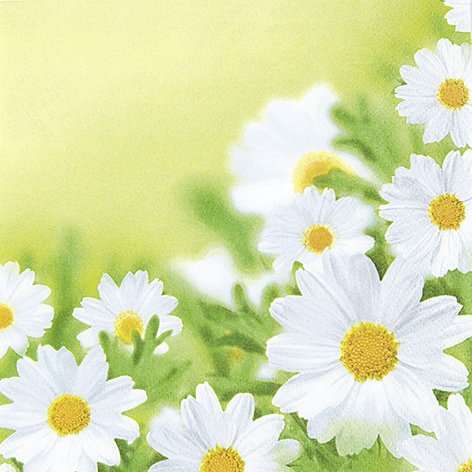20 Servietten White daisies – Hübsches Margeritenfeld / Blumen 33x33cm von Servietten Blumen