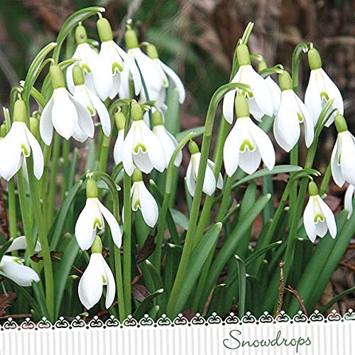 Servietten Blumen 20 Servietten Erblühen der Schneeglöckchen | Blumen | Frühling | Sommer | Tischdeko 33x33cm von Servietten Blumen