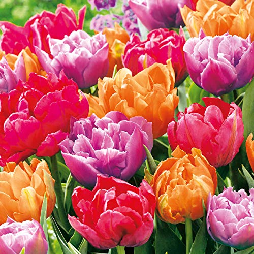 20 Servietten Farbenprächtige Tulpen/Blumen/Frühling 33x33cm von Serviettenshop