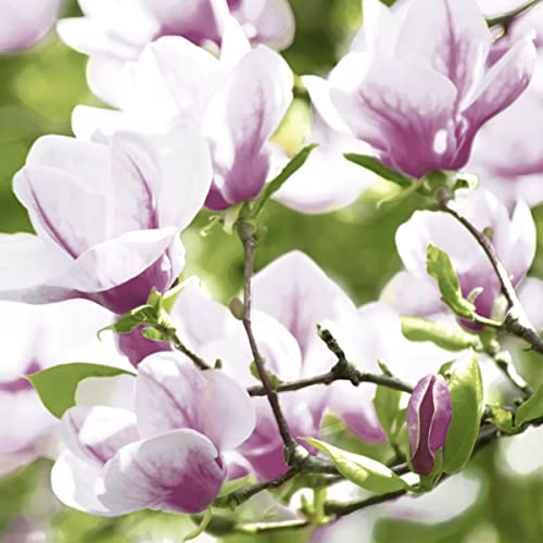 20 Servietten Magnolienzweige | Blumen | Frühling | Ostern | Tischdeko 33x33cm von Servietten Frühling