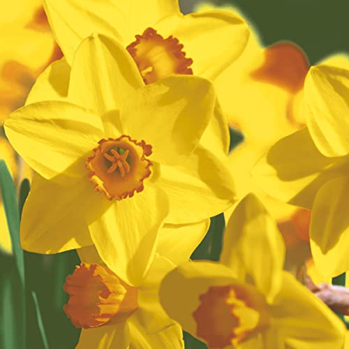 Servietten Frühling 20 Natürliche Narzissenblüten | Blumen Ostern Tischdeko 33x33cm von Servietten Frühling