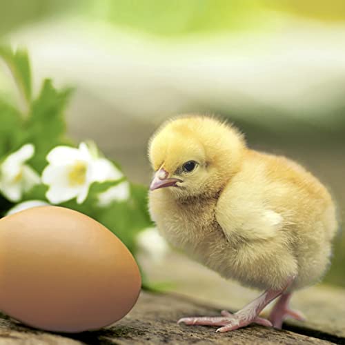Servietten Frühling 20 Servietten Natürliches Küken am Ei | Tiere | Frühling | Ostern | Tischdeko 33x33cm von Servietten Frühling
