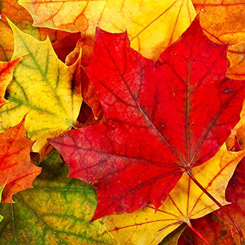 20 Servietten Herbst mit Herbstblätter in rot-gelb. Papierservietten herbstlich als Tischdeko Herbst mit Blätter und Laub. Herbstfarben Herbstmotiv 33x33cm von Serviettenshop