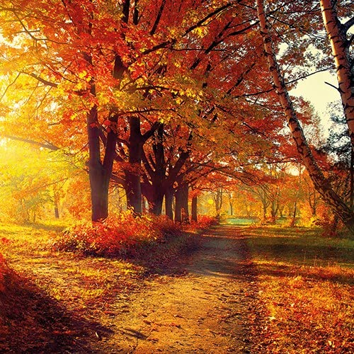 20 Servietten Park im Herbst | Natur | Herbst | Tischdeko 33x33cm von Serviettenshop