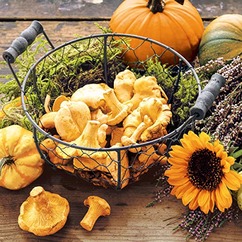 20 Servietten Pilze und Kürbisse sammeln | Blumen | Ernte | Herbst 33x33cm von Serviettenshop