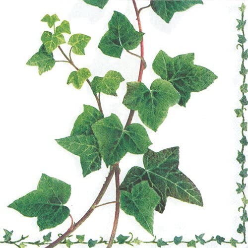 20 Servietten Efeublätter aus der Natur | Pflanzen | Tischdeko 33x33cm von Servietten Natur und Garten