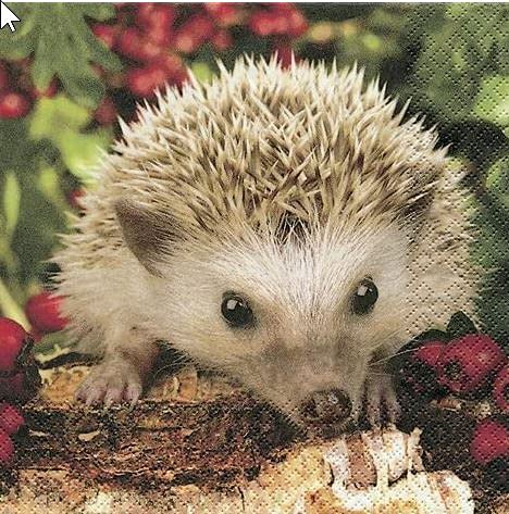 20 Servietten Barnie – Der Igel Barnie/Waldtiere/Tiere/Wald 33x33cm von Servietten Tiere