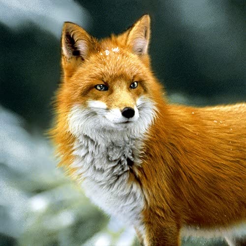 20 Servietten Wachsamer Fuchs | Tiere | Wald | Tischdeko 33x33cm von Servietten Tiere