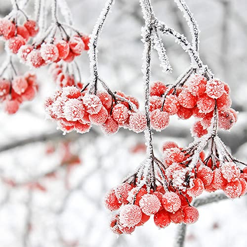 20 Servietten Eisige Beeren | Natur | Winter | Weihnachten | Tischdeko 33x33cm von Servietten Weihnachten