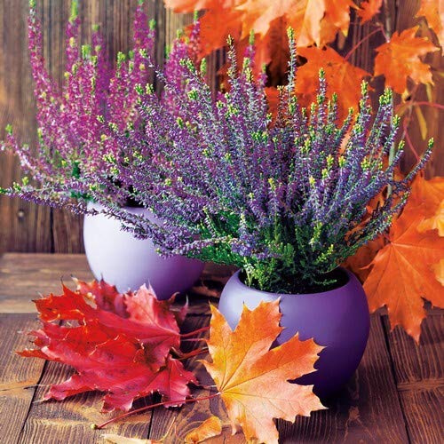 20 Servietten HerbstBlätter an Besenheide als Tischdeko für den Herbst 33x33cm 20 Servietten HerbstBlätter an Besenheide als Tischdeko für den Herbst 33x33cm von Serviettenshop